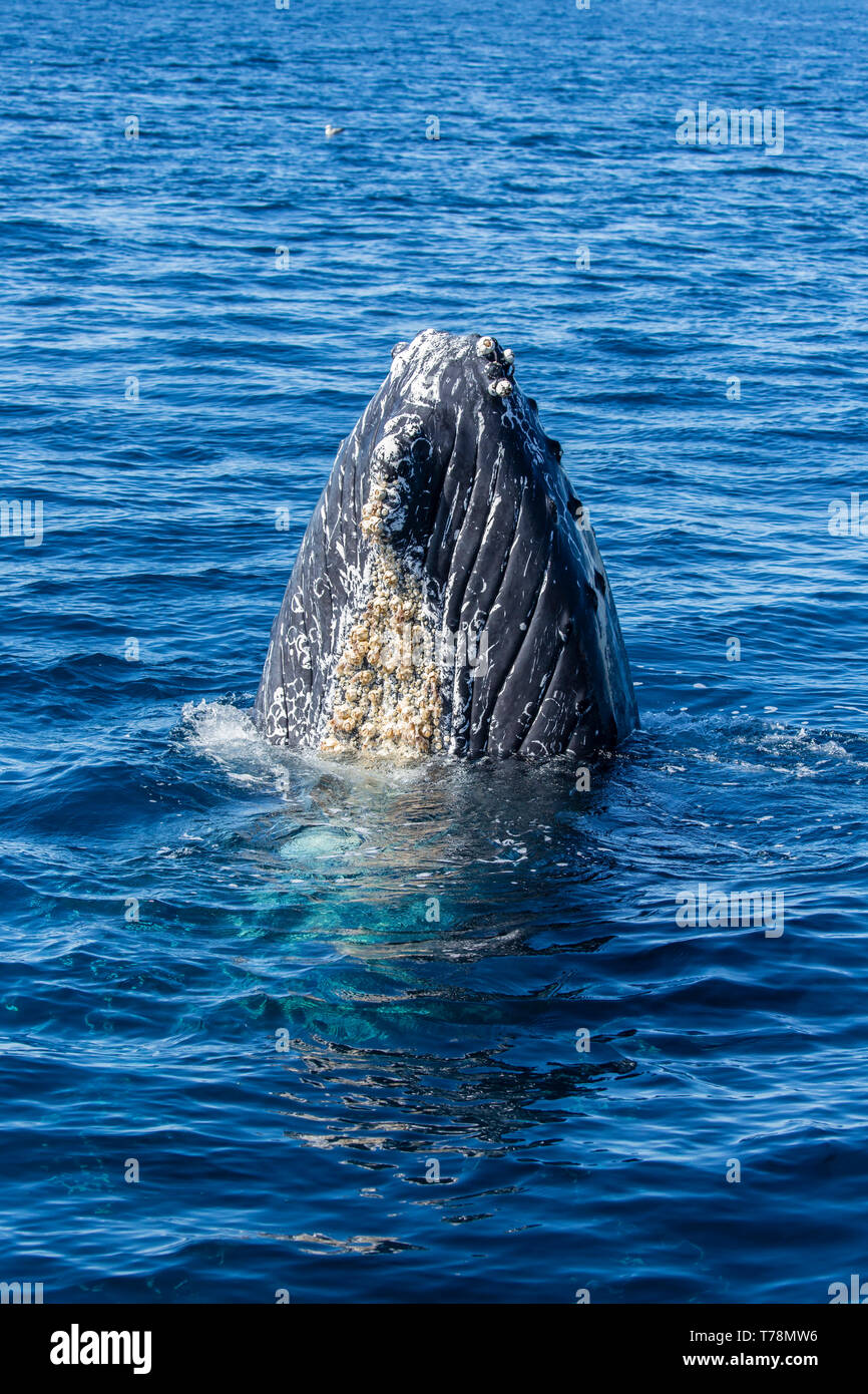Friendly Humpback Whale (Megaptera novaeangliae) playing and breaching in their winter feeding ground at Baja California Stock Photo