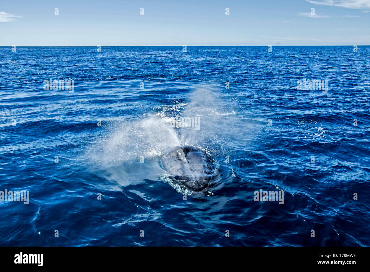 Friendly Humpback Whale (Megaptera novaeangliae) playing and breaching in their winter feeding ground at Baja California Stock Photo
