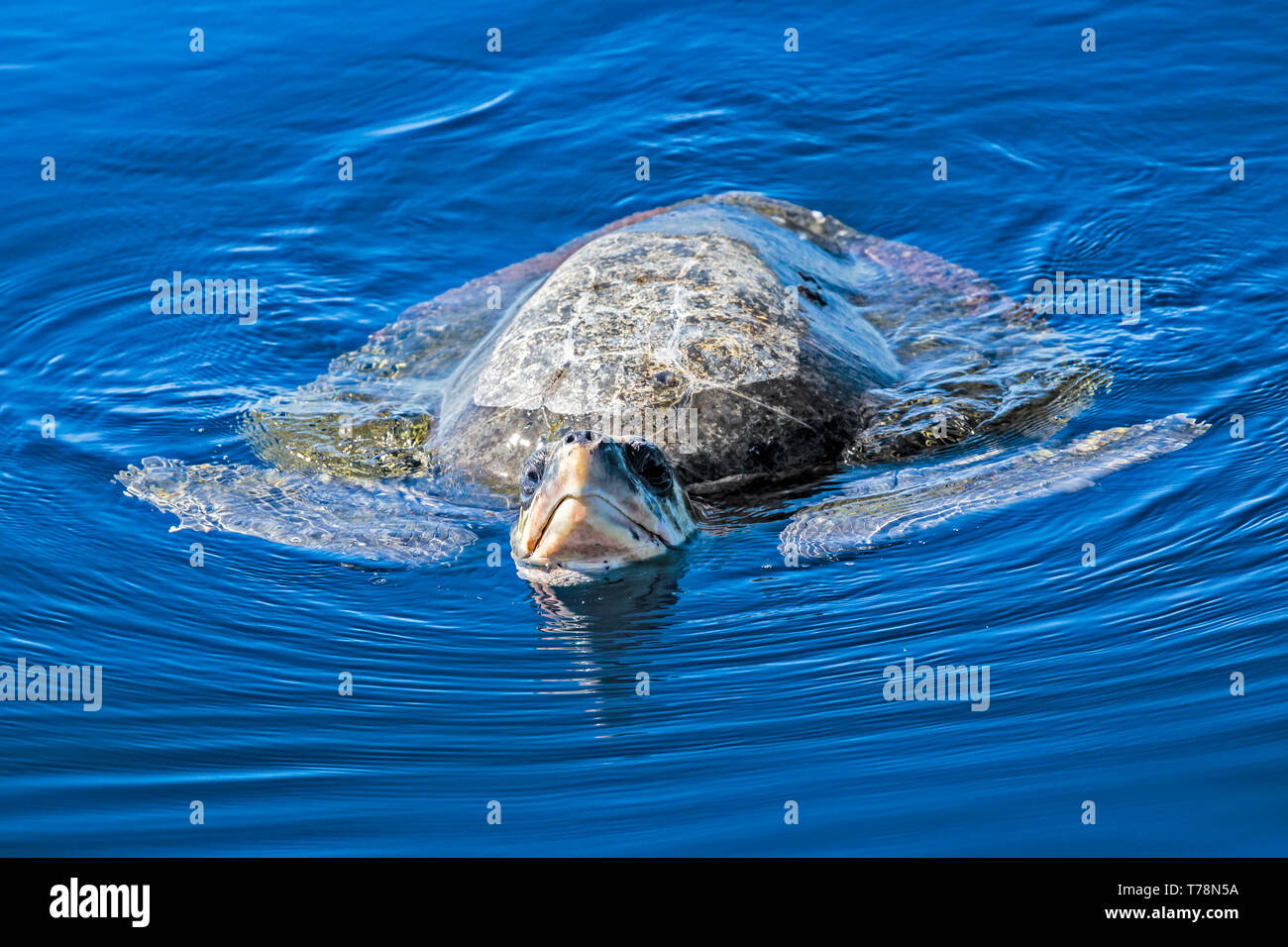 Olive Ridley Sea Turtle (Lepidochelys Olivacea), Also Known As The ...