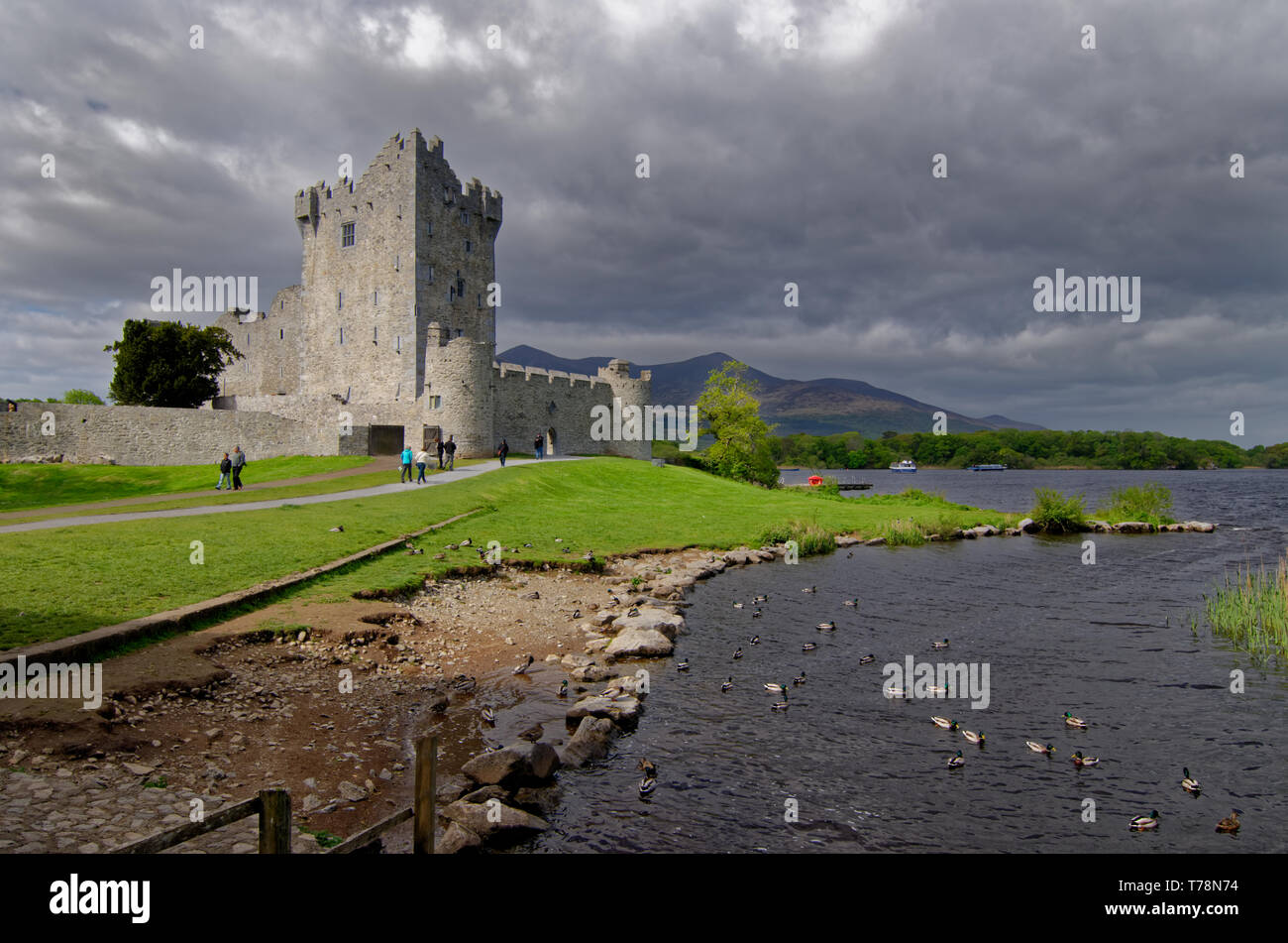 Ducks swimming in a stream next to Ross Castle, Killarney National Park, County Kerry, Ireland under a brooding grey sky Stock Photo