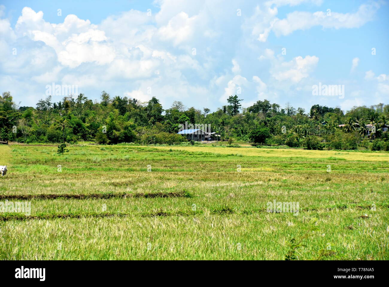 Around the Santiago City, Isabela, Philippines, Santiago City