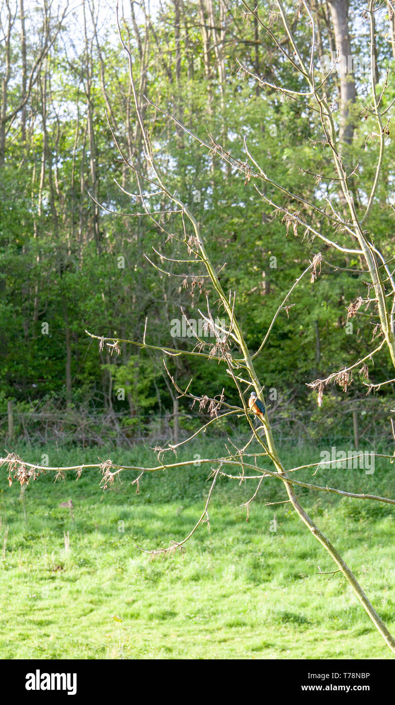 kingfisher on a tree Stock Photo