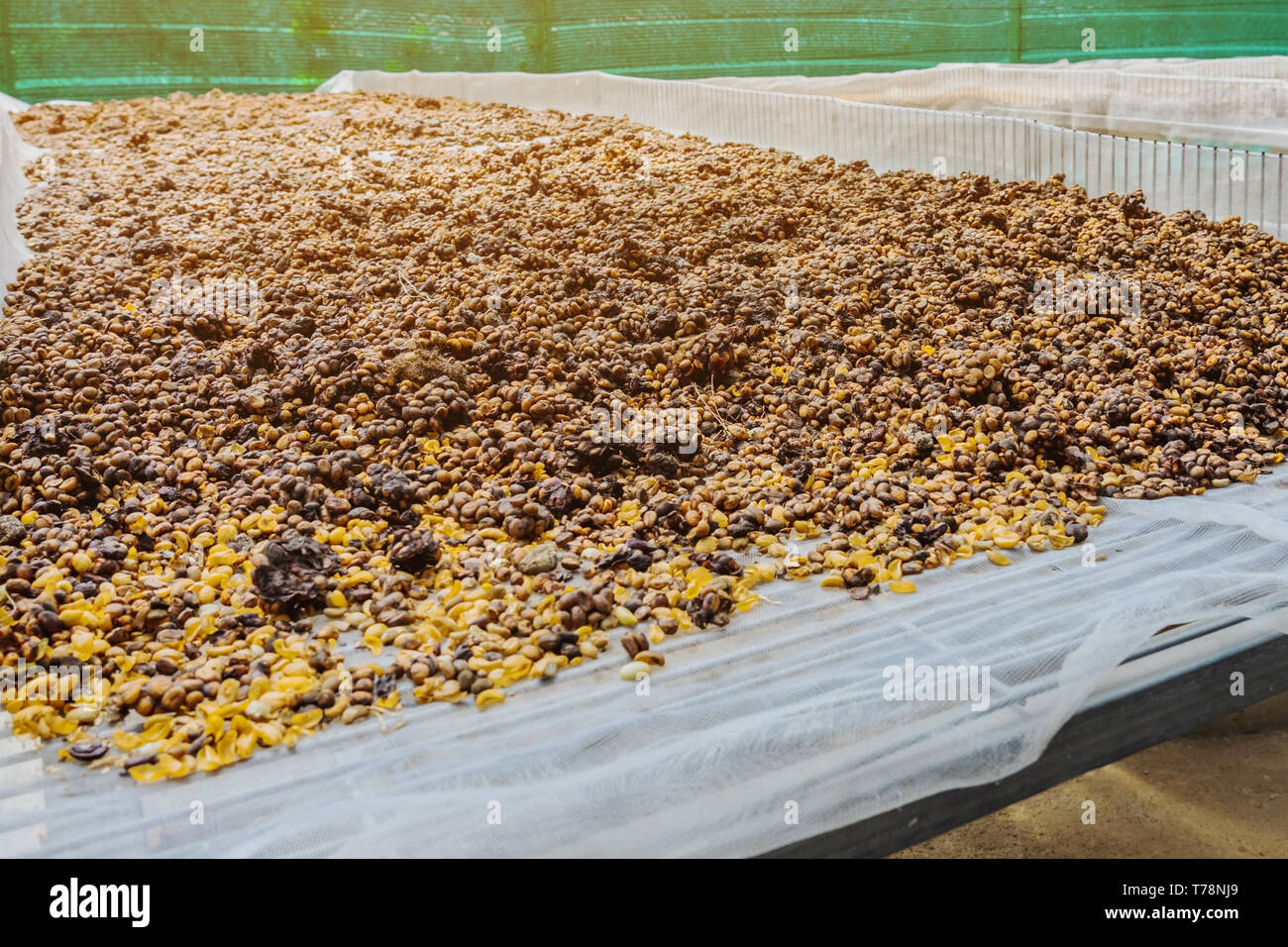 Digested Coffee Digested kopi luwak coffee hi-res stock photography and images - Alamy