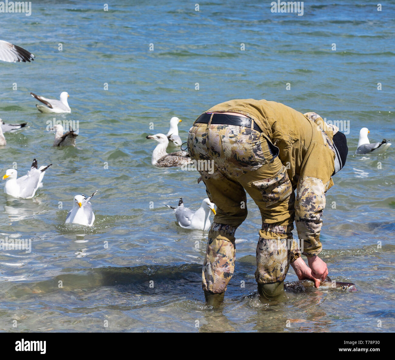Male sea angler cleaning his catch of line caught fish in the sea Stock
