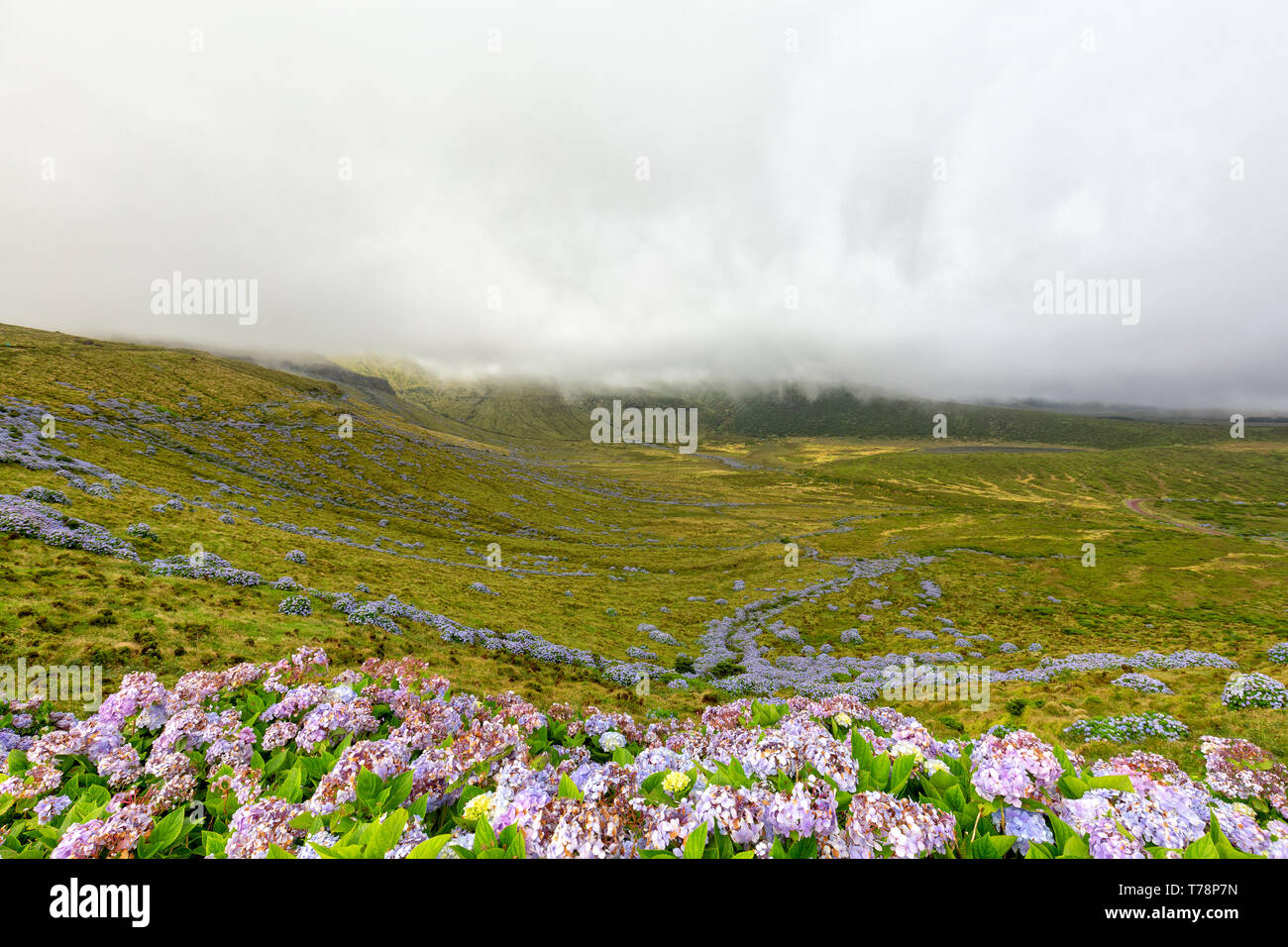 Hydrangeas blooming with Caldeira Branca in the background on Flores