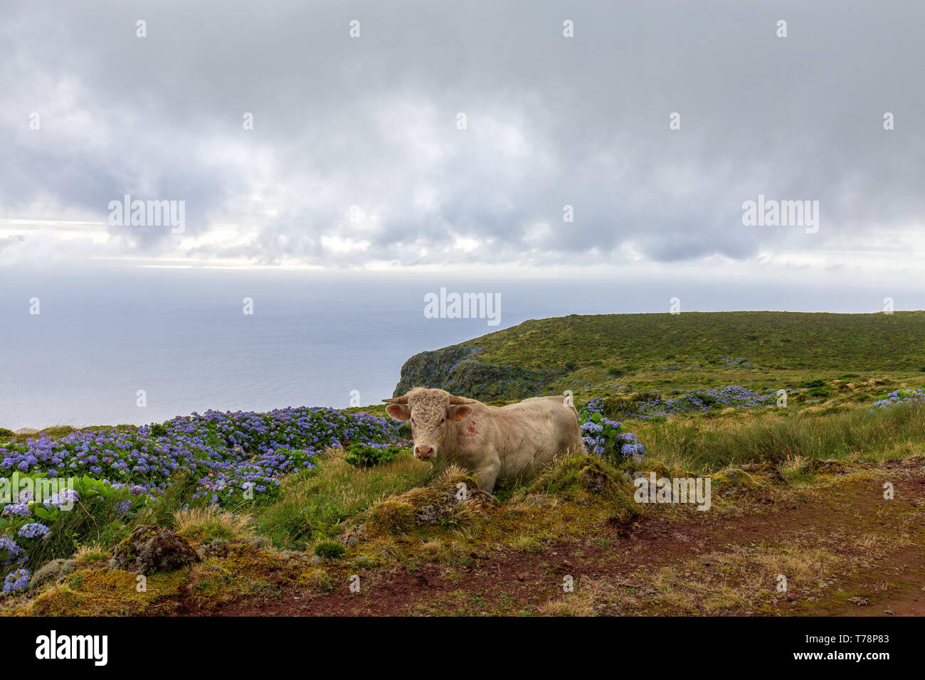 Interesting Cow among hydrangeas in the Azores. Stock Photo