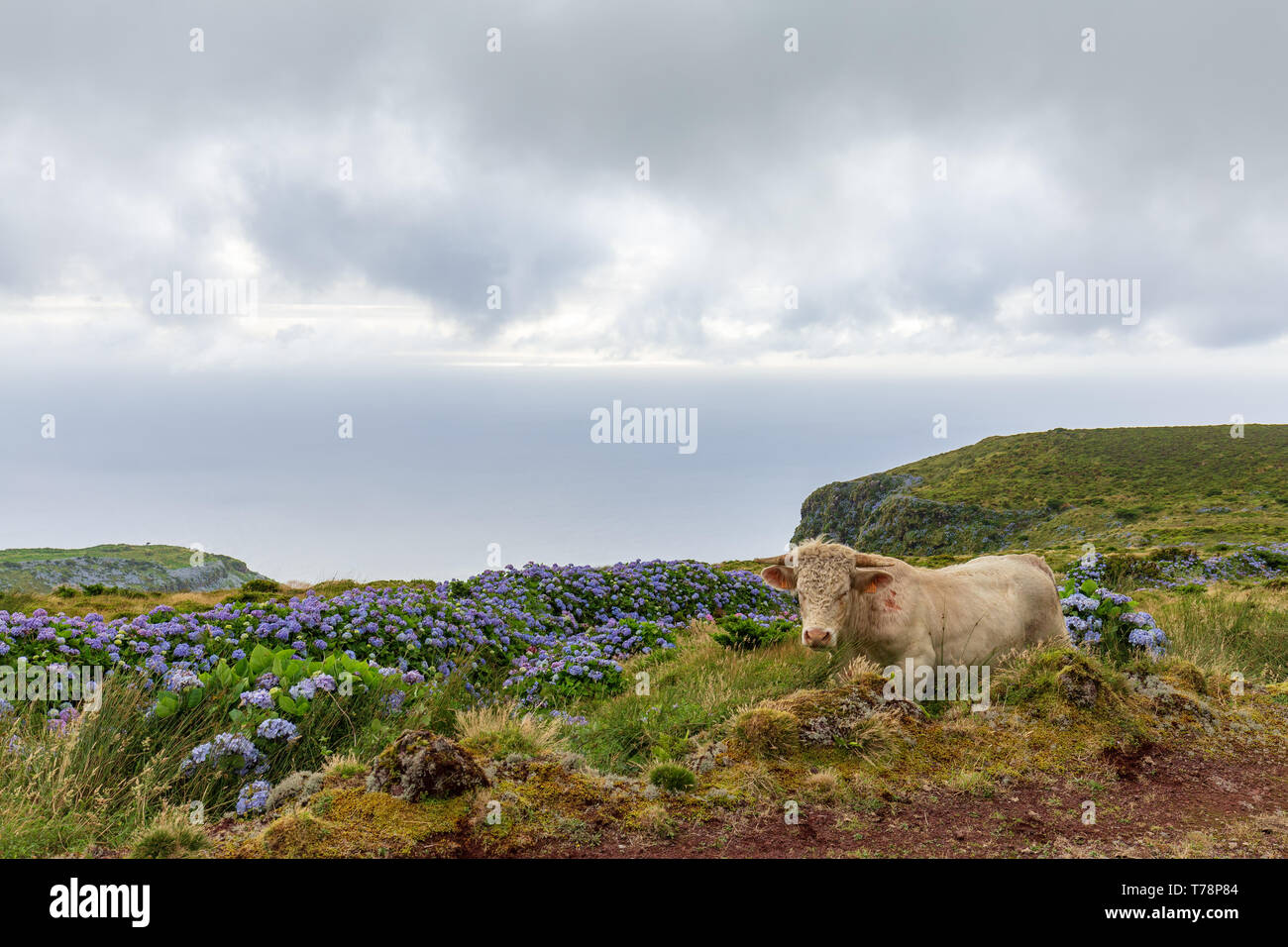 A cow relaxing next to hydrangeas on the island of Flores in the Azores. Stock Photo