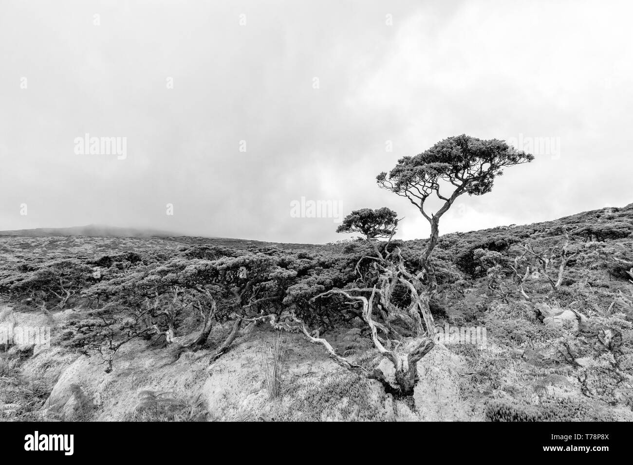 Black and white view of shrubland on Flores island in the Azores Stock ...