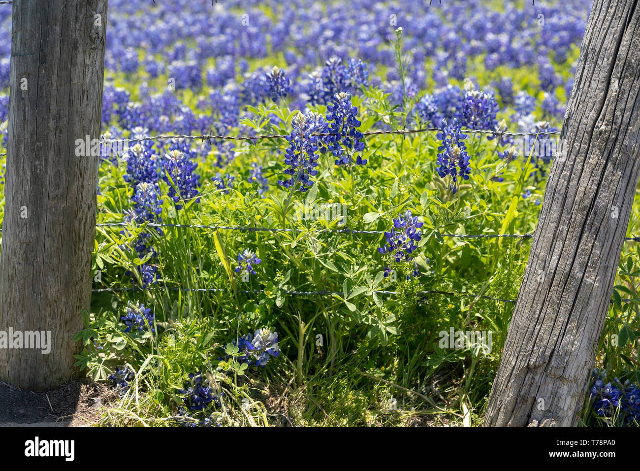 Bluebonnets Growing in Ennis Texas Stock Photo
