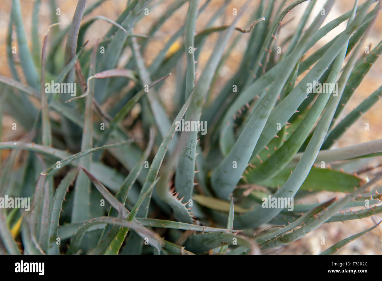 Blue Elf Aloe in Tucson, Arizona, USA Stock Photo