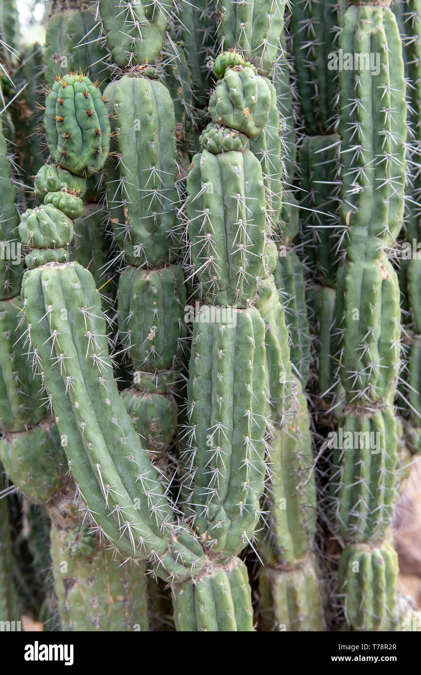 Argentine Toothpick cactus (Stetsonia coryne) in Tucson, Arizona, USA Stock  Photo - Alamy