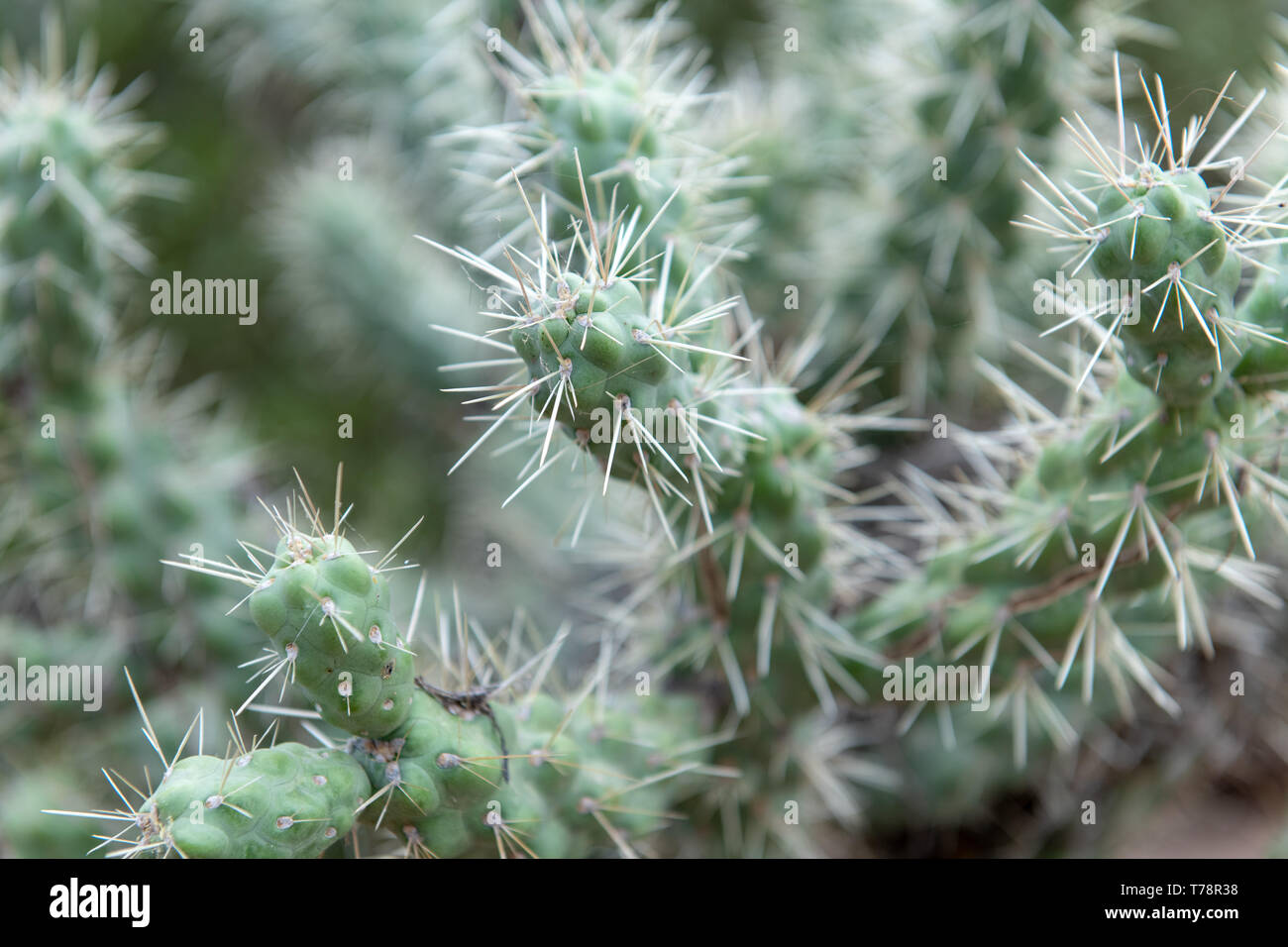 Jumping cholla (Cylindropuntia fulgida) in Tucson, Arizona, USA Stock