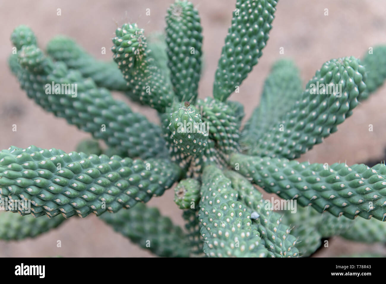 Boxing Glove Cactus (Cylindropuntia fulgida) in Tucson, Arizona, USA Stock Photo