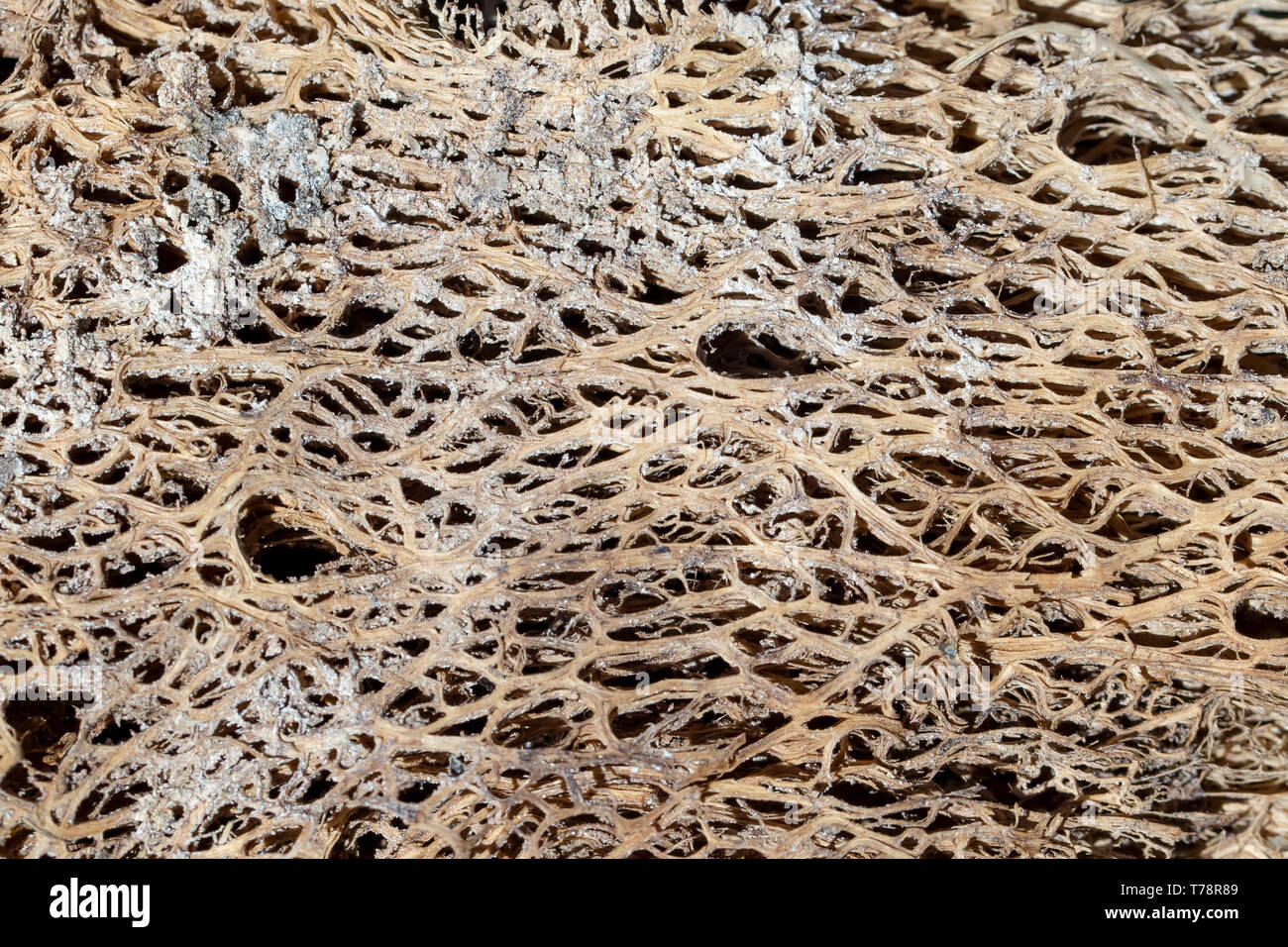 Decomposed tree bark texture, with holes close up. Stock Photo