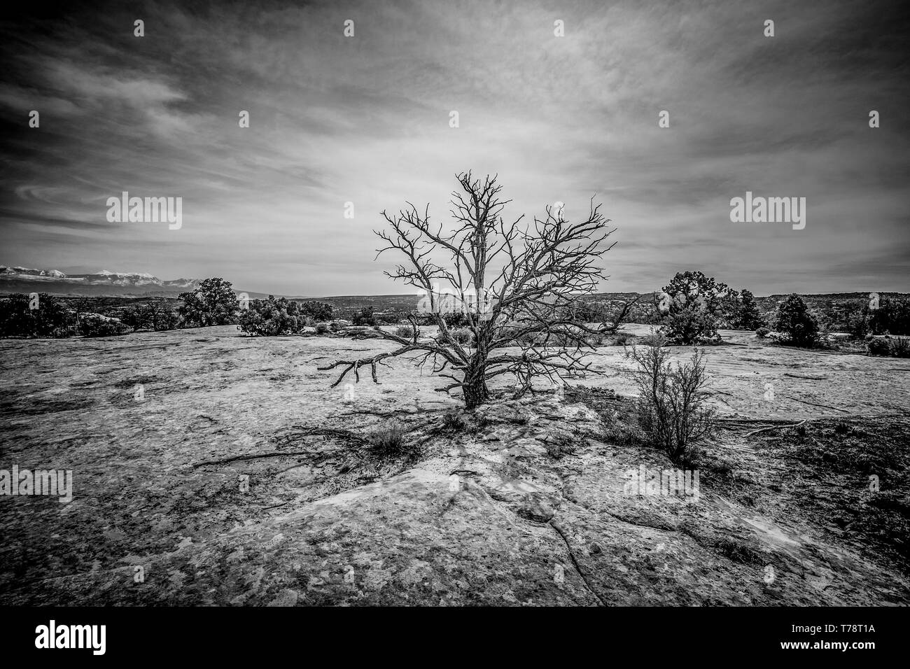Horse point of view Black and White Stock Photos & Images - Alamy
