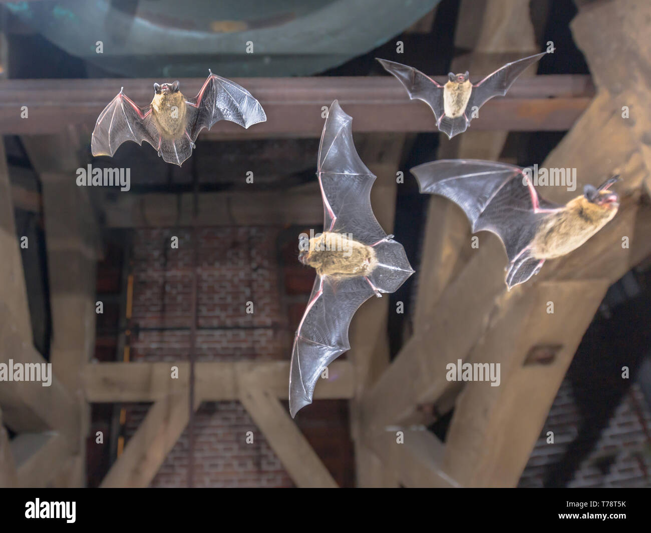 Four Pipistrelle bats (Pipistrellus pipistrellus) flying in church ...
