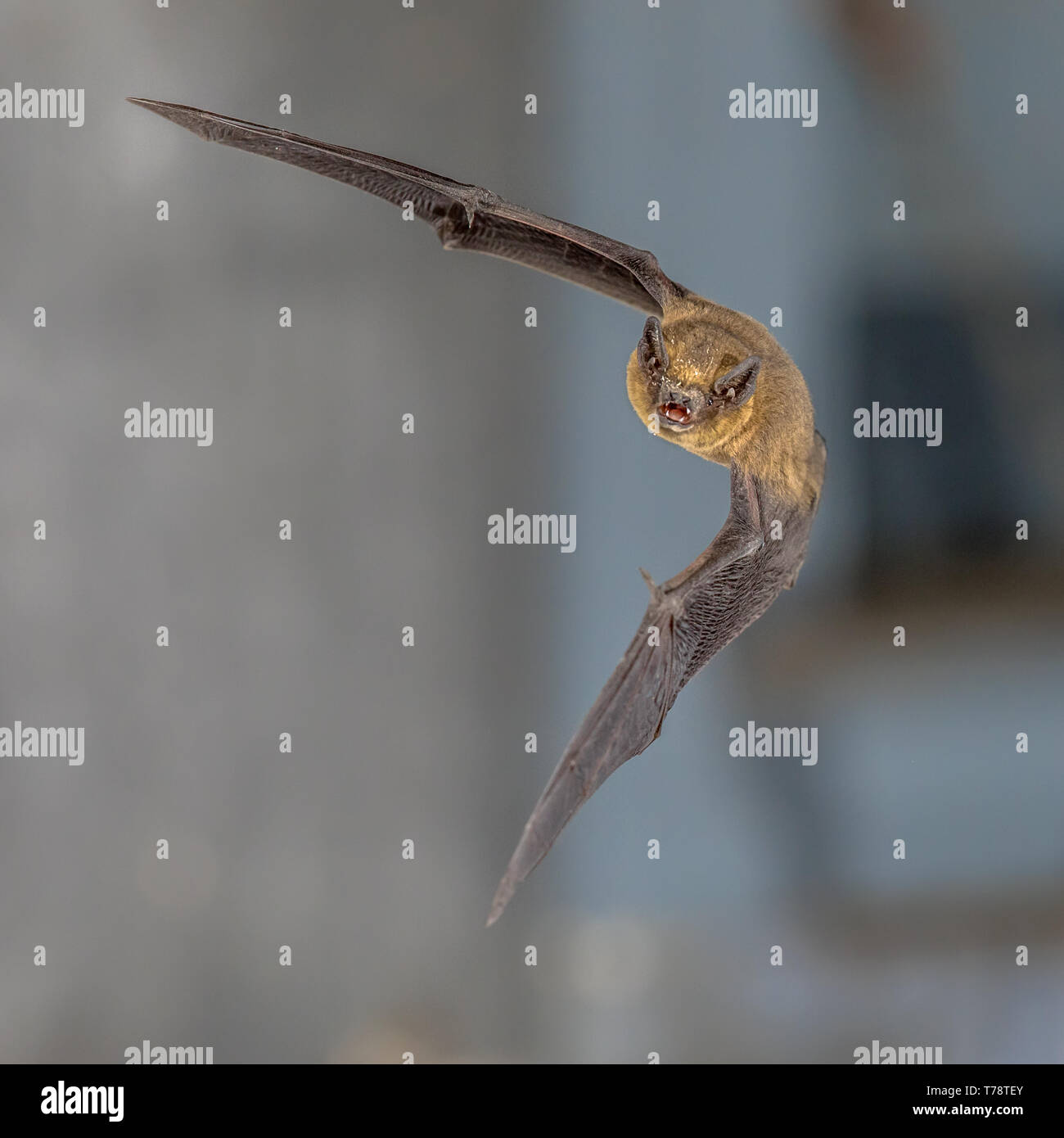 Species echolocation hires stock photography and images Alamy