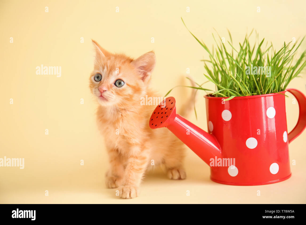 Funny kitten with plant in watering can on color background Stock Photo ...