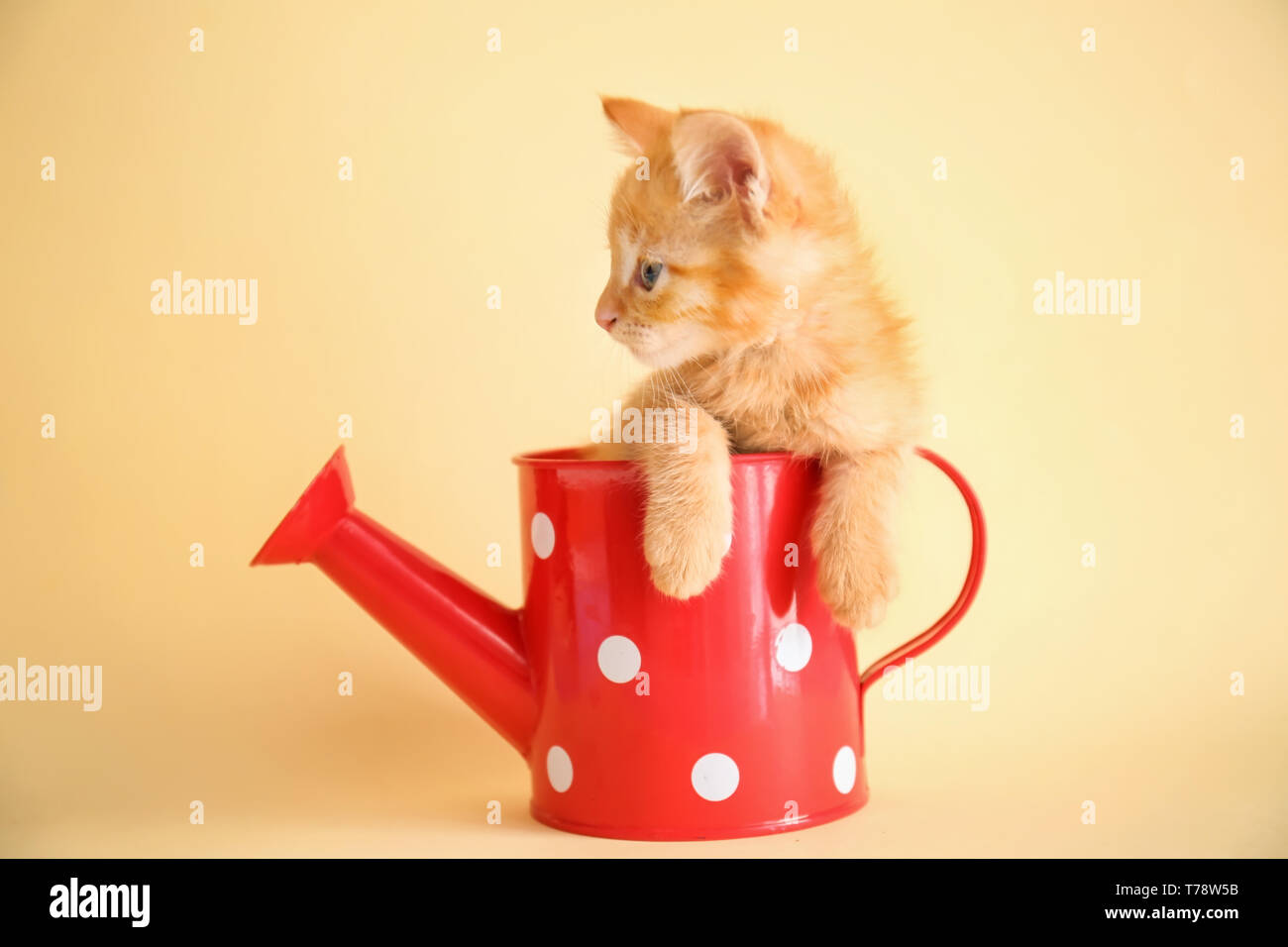 Funny kitten in watering can on color background Stock Photo - Alamy