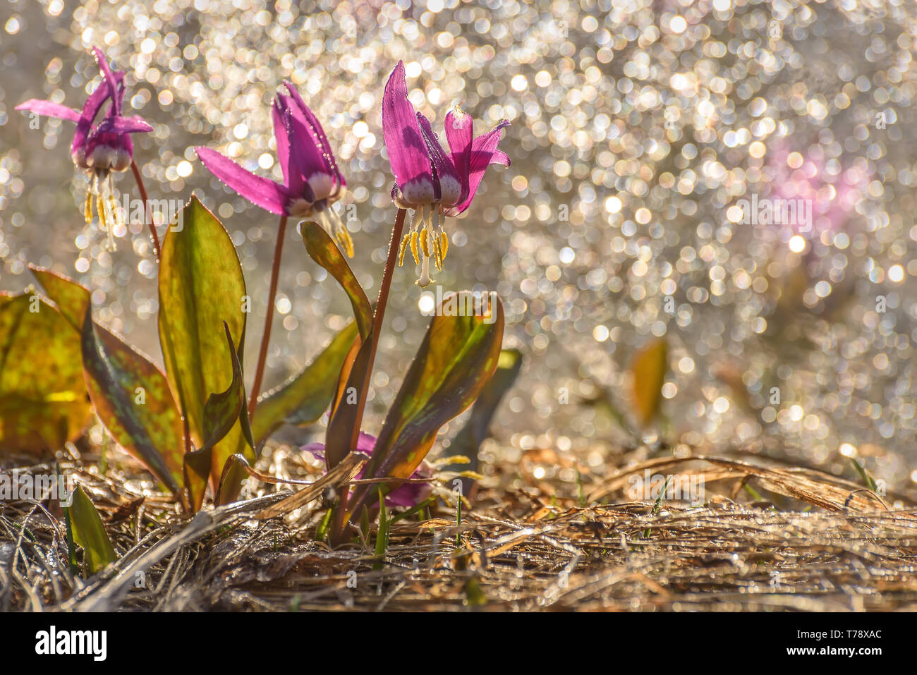 Amazing floral background with the first spring burgundy wild flowers of Erythronium sibiricum with rain drops in the meadow close-up with sun glare Stock Photo