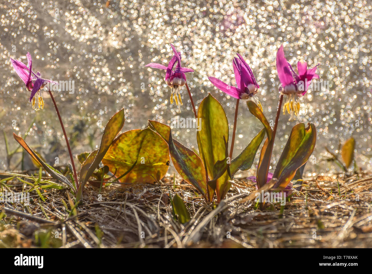 Amazing floral background with the first spring burgundy wild flowers of Erythronium sibiricum with rain drops in the meadow close-up with sun glare Stock Photo