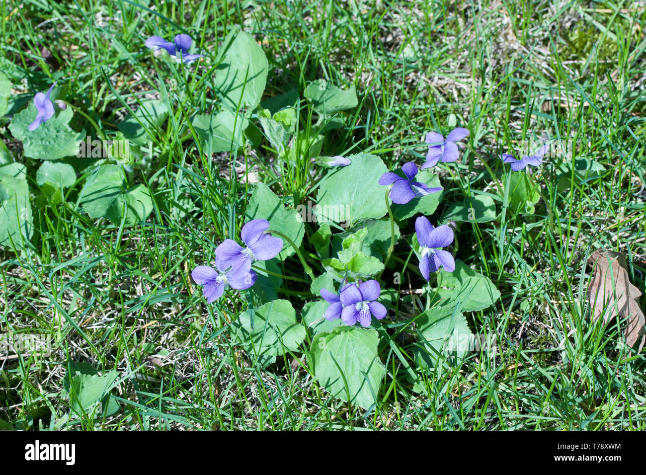 Close up view of common blue violet wildflowers (viola sororia) growing naturally in their uncultivated woodland prairie environment Stock Photo
