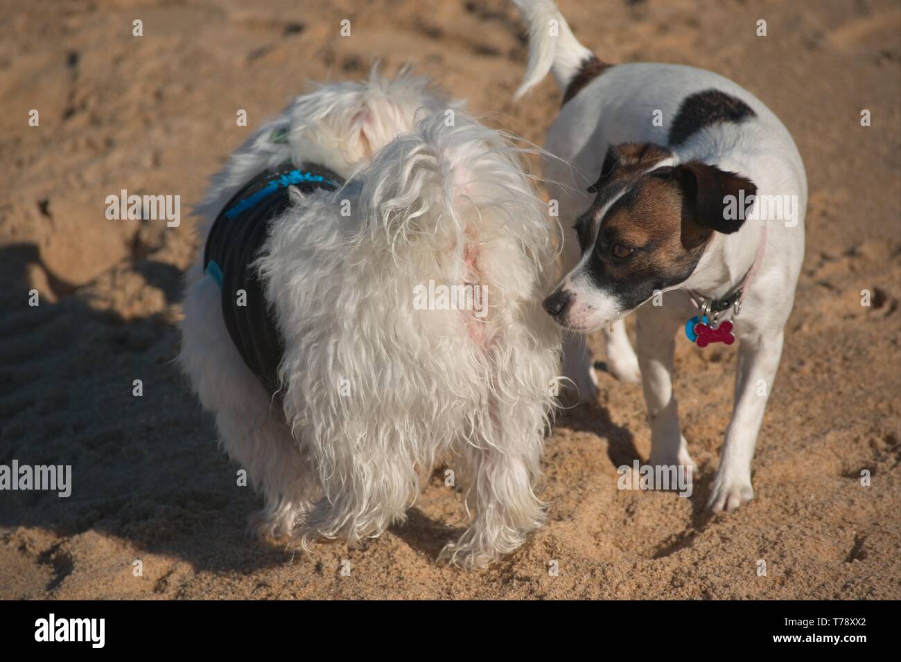 Why Dogs Sniff Other Dogs Rear Ends