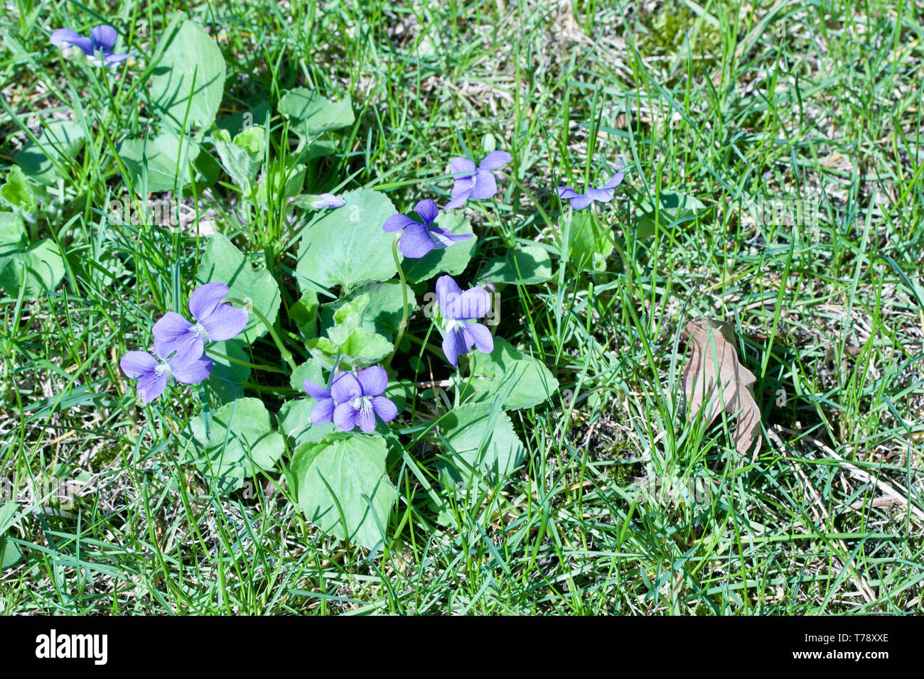 Close up view of common blue violet wildflowers (viola sororia) growing naturally in their uncultivated woodland prairie environment Stock Photo