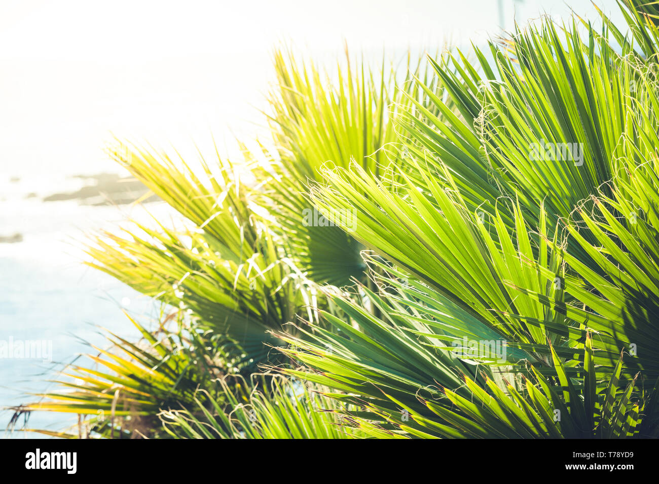 Candid tropical flora palm hi-res stock photography and images - Alamy