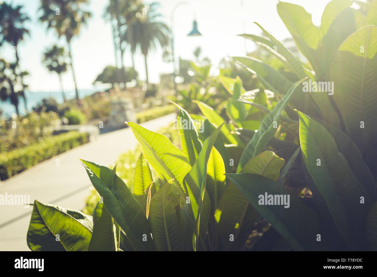 Candid tropical flora palm hi-res stock photography and images - Alamy