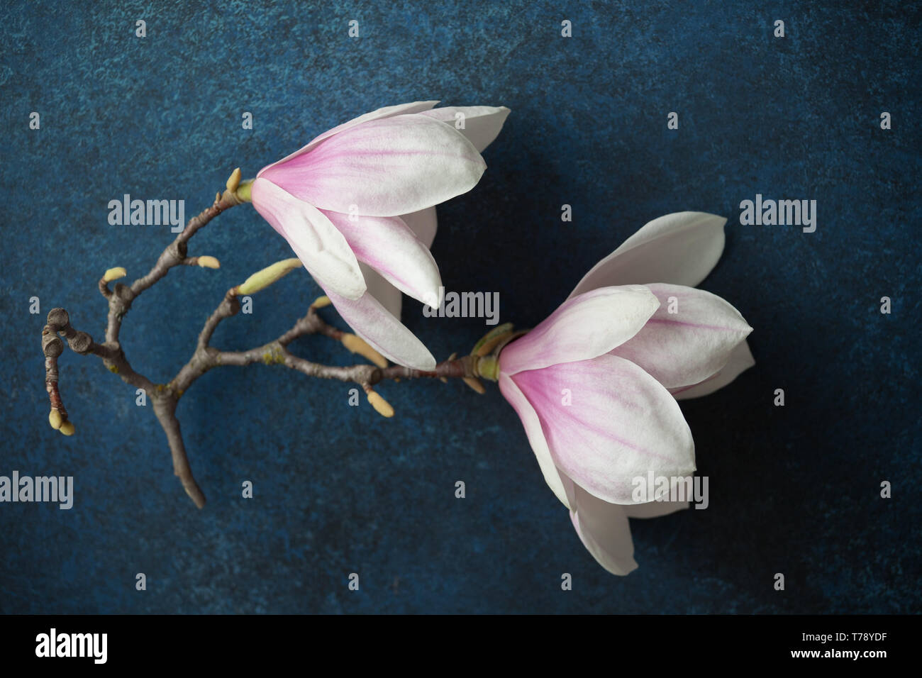 Two magnolia flowers on branch One large magnolia flower is open with a  second closed flower beside it From side Light is Stock Photo - Alamy