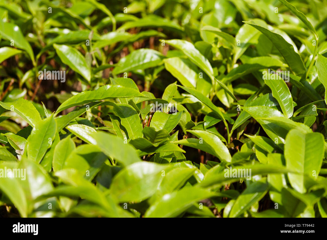 Jaflong, Sylhet, Bangladesh : Full frame of fresh tea leaves at Jaflong Tea Estate. Bangladesh is the 12th largest tea producer in the world. The indu Stock Photo