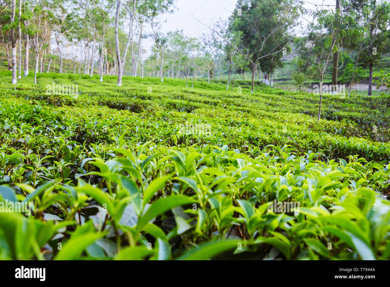 Sreemangal, Sylhet, Bangladesh Tea Estate in Srremangal. With a
