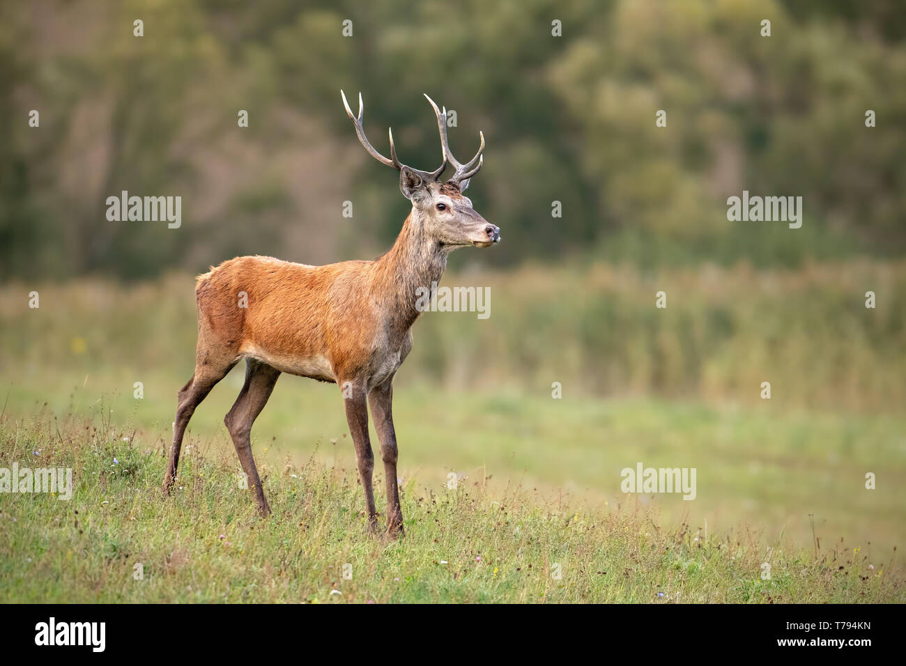 Young red deer, cervus elaphus, stag in summer on a meadow with short green grass. Wild animal in nature. Stock Photo