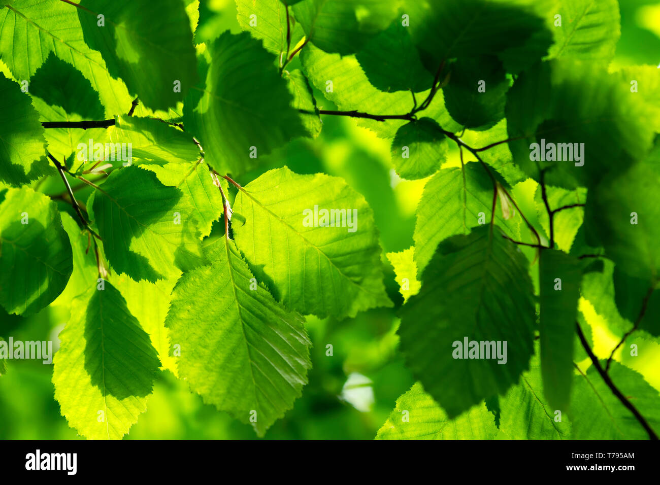 New green leaves in springtime Stock Photo