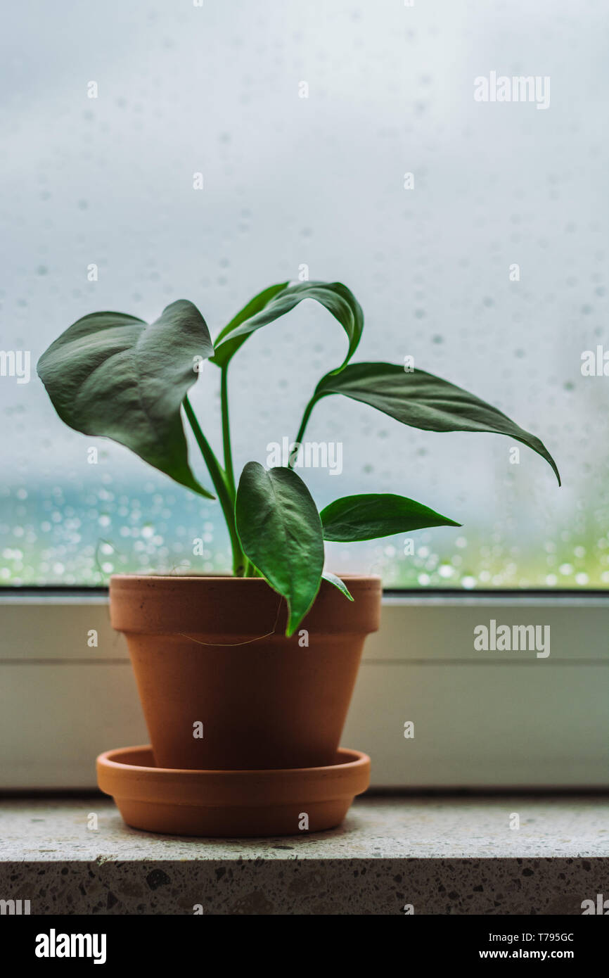 Baby plant Rhaphidophora Tetrasperma on a window shelf on a rainy day Stock Photo