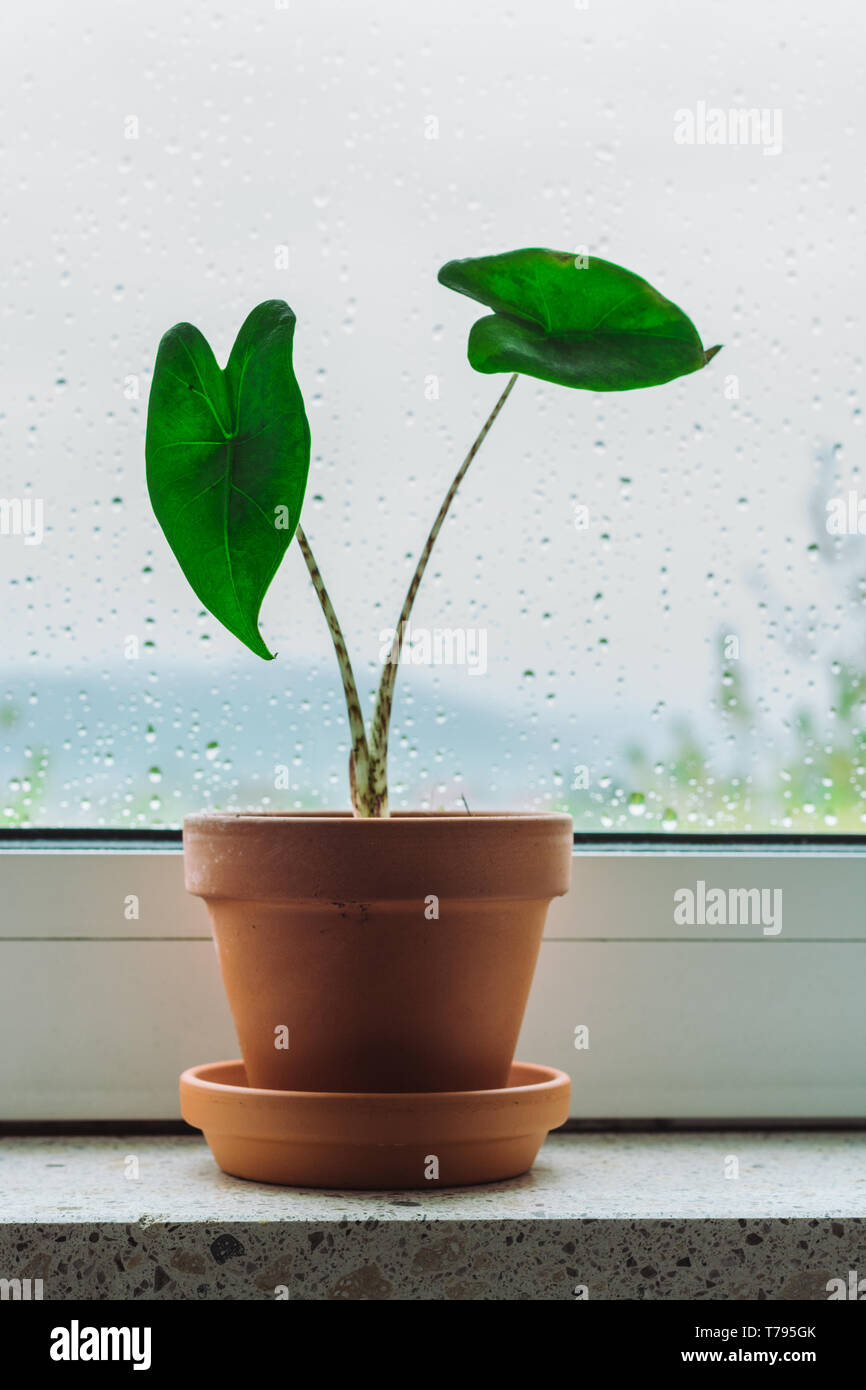 Baby plant Alocasia Zebrina on a window shelf on a rainy day Stock Photo