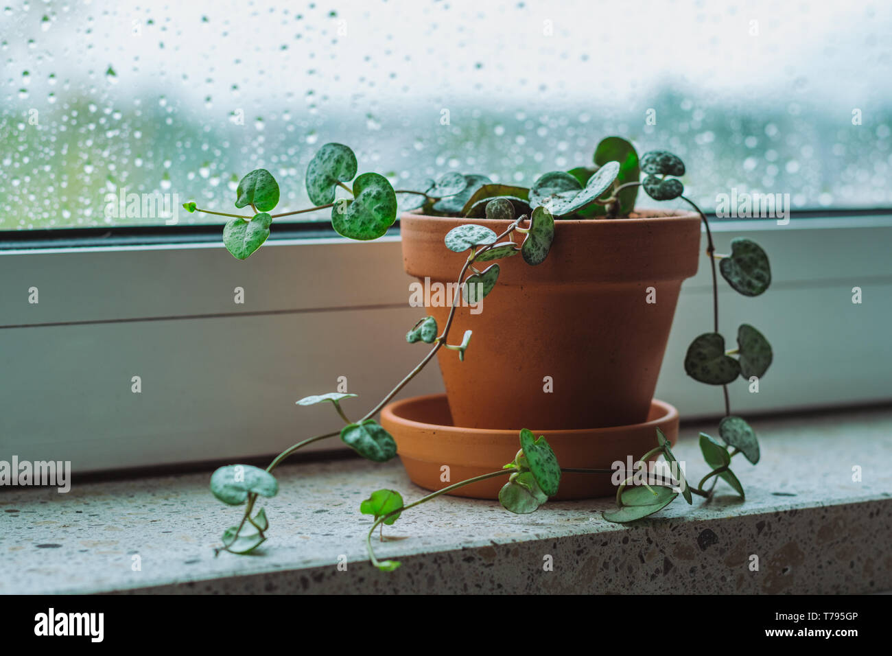 Baby plant String of Hearts on a window shelf on a rainy day Stock Photo