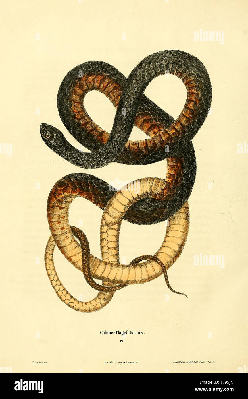 Scientific Snake Illustration
