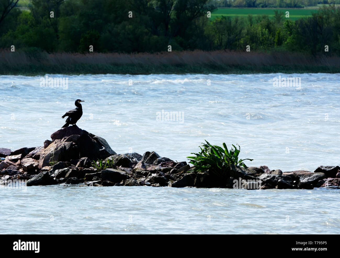 Cormorant (Phalacrocorax carbo) at Lake Balaton, Hungary Stock Photo