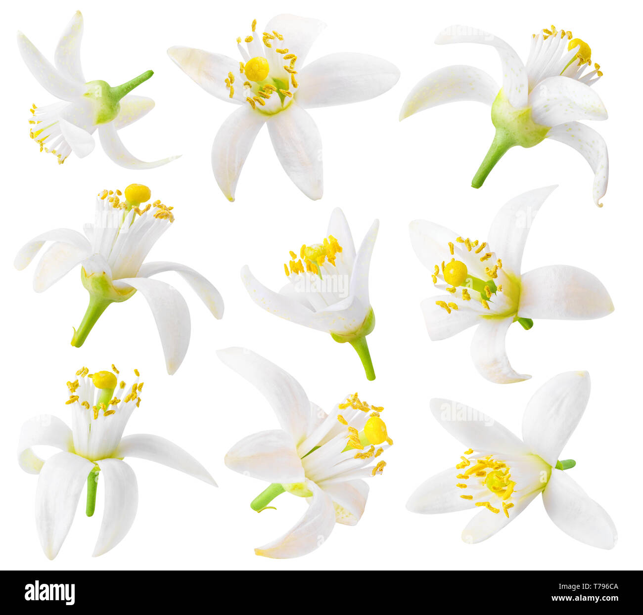 Isolated orange flowers. Collection of orange tree blossoms isolated on