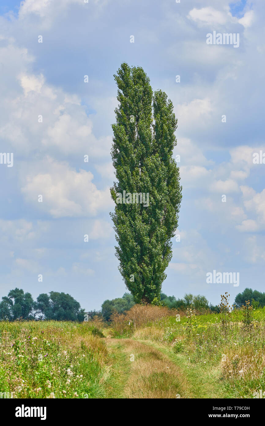 Green tall tree in the field Stock Photo - Alamy