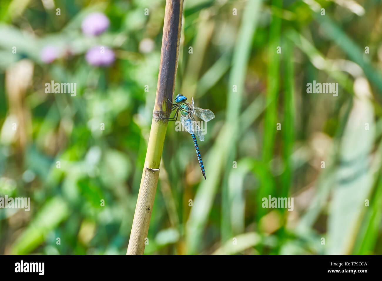 Aeshna affinis The Dragonflies of Europe Stock Photo