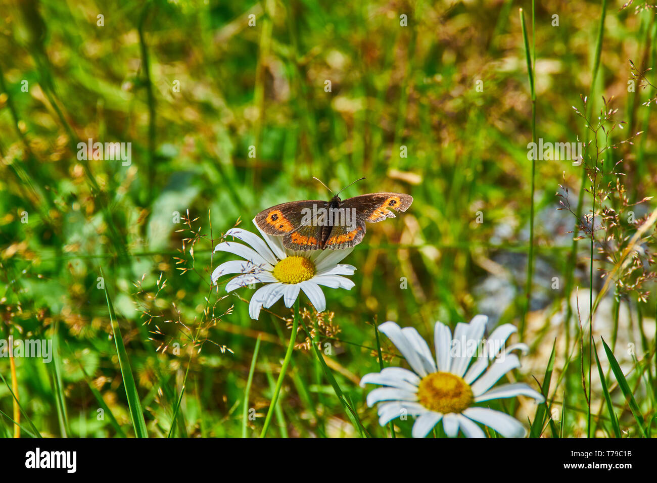 Brown butterfly on a daisy flower Stock Photo