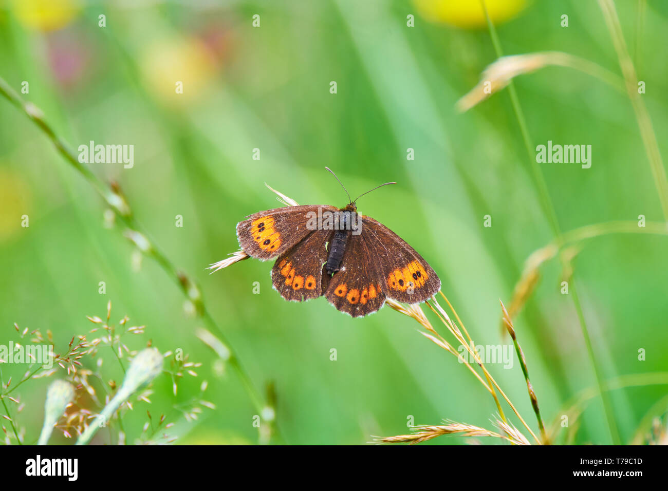 Brown butterfly on a green background Stock Photo