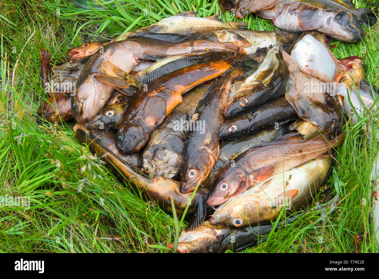 Fresh fish caught fishermans hi-res stock photography and images - Alamy