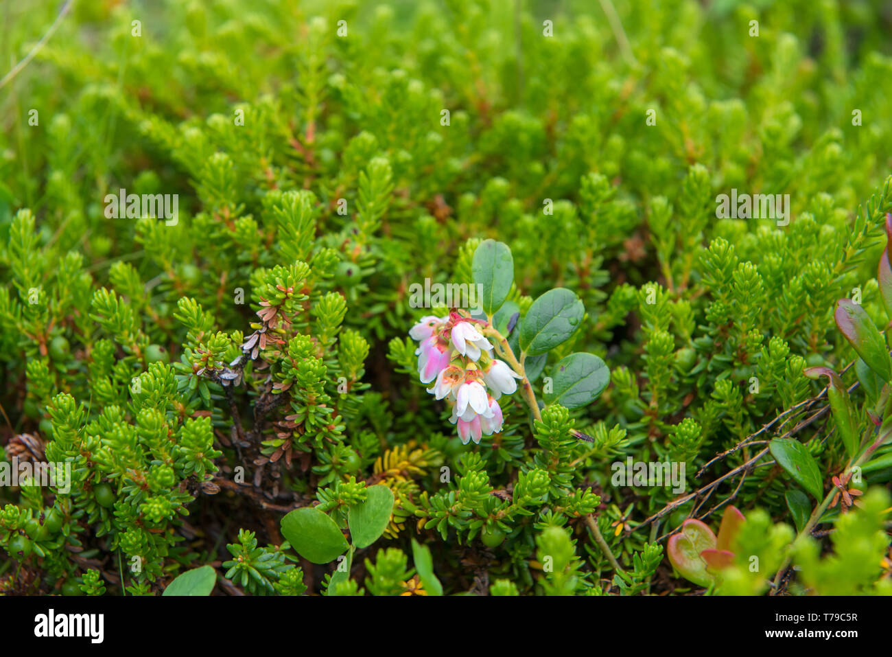 Tundra flowers in green grass Stock Photo - Alamy