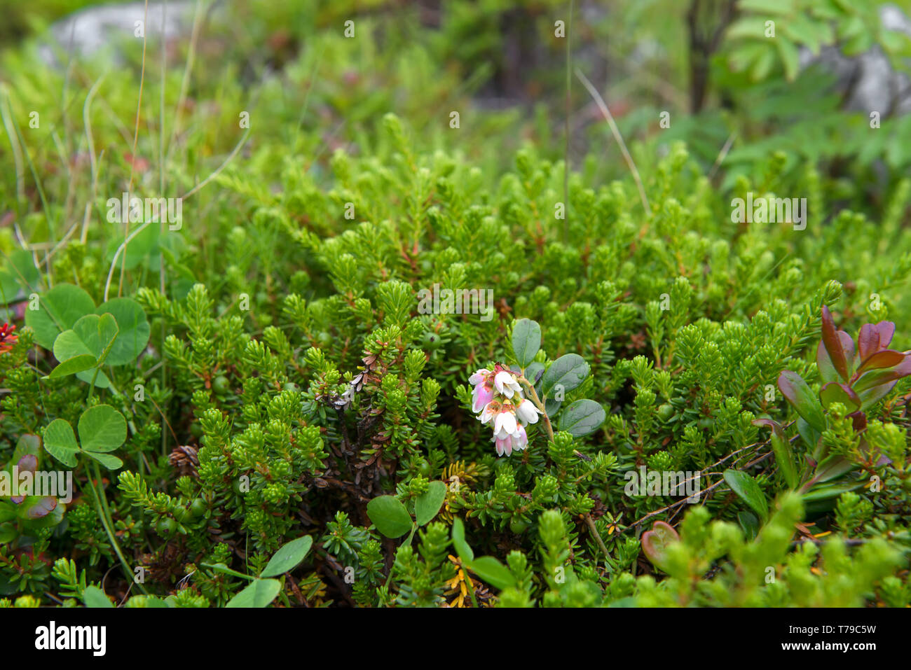 Tundra flowers in green grass Stock Photo - Alamy
