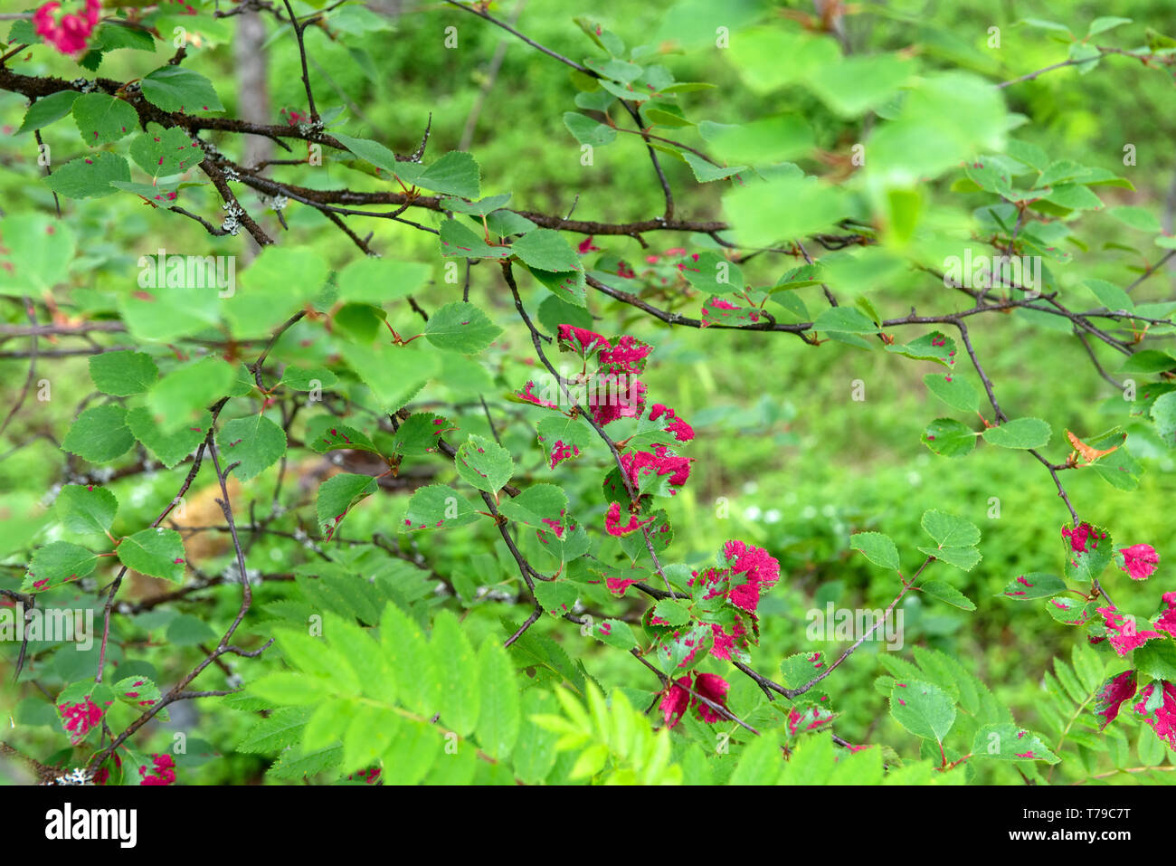 Green pain tree leaves in hi-res stock photography and images - Alamy