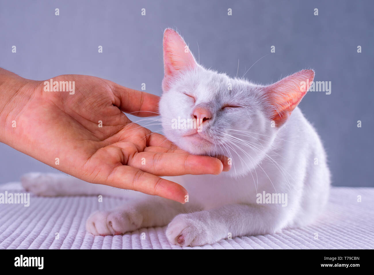 A white Thai cat that is happy like being rubbed by hand Stock Photo